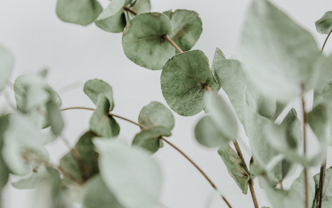 Aromatherapy for Winter Wellness